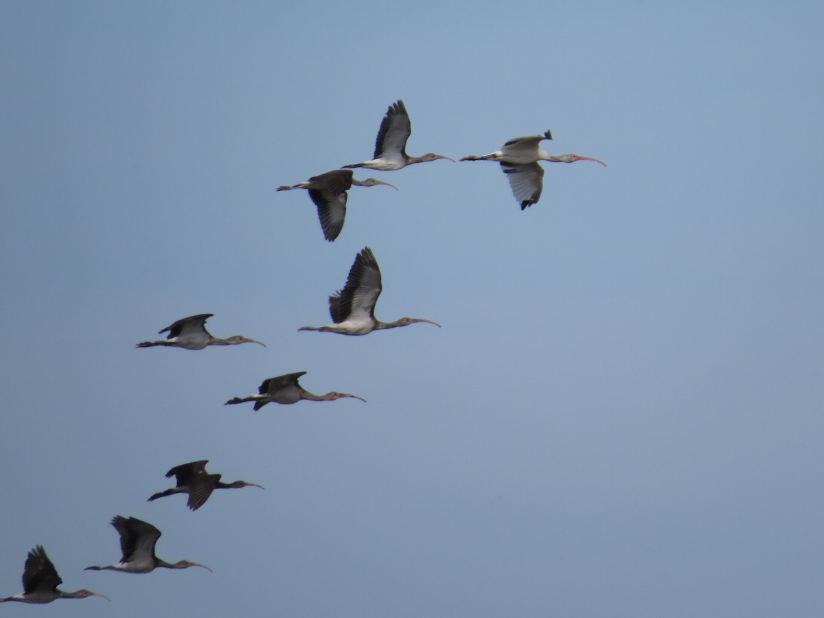 White Ibis - ML641110191