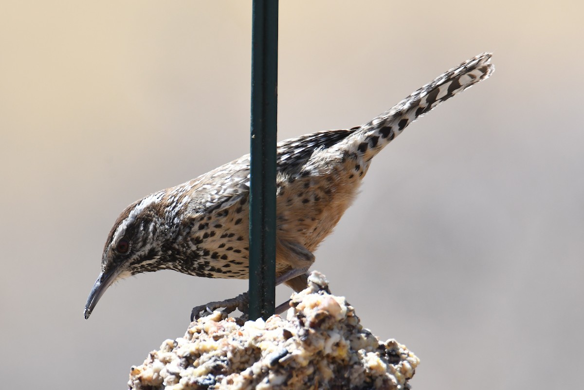 Cactus Wren - ML641110192