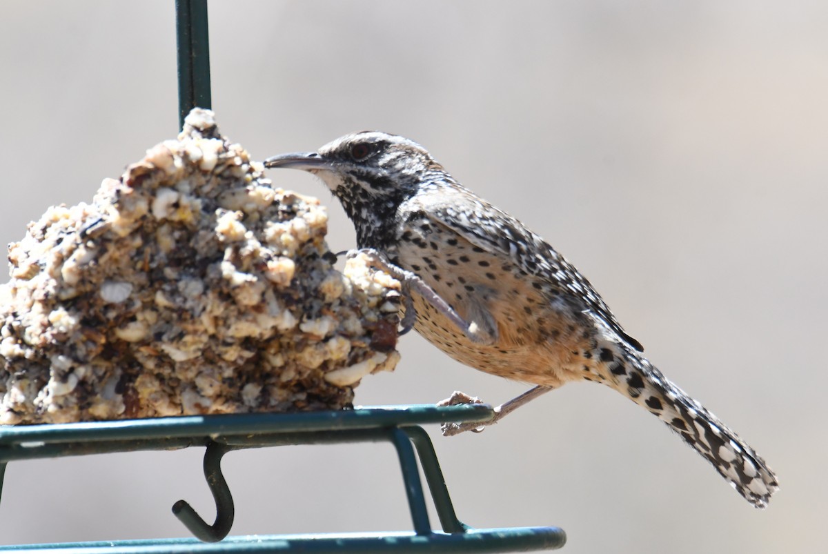 Cactus Wren - ML641110194