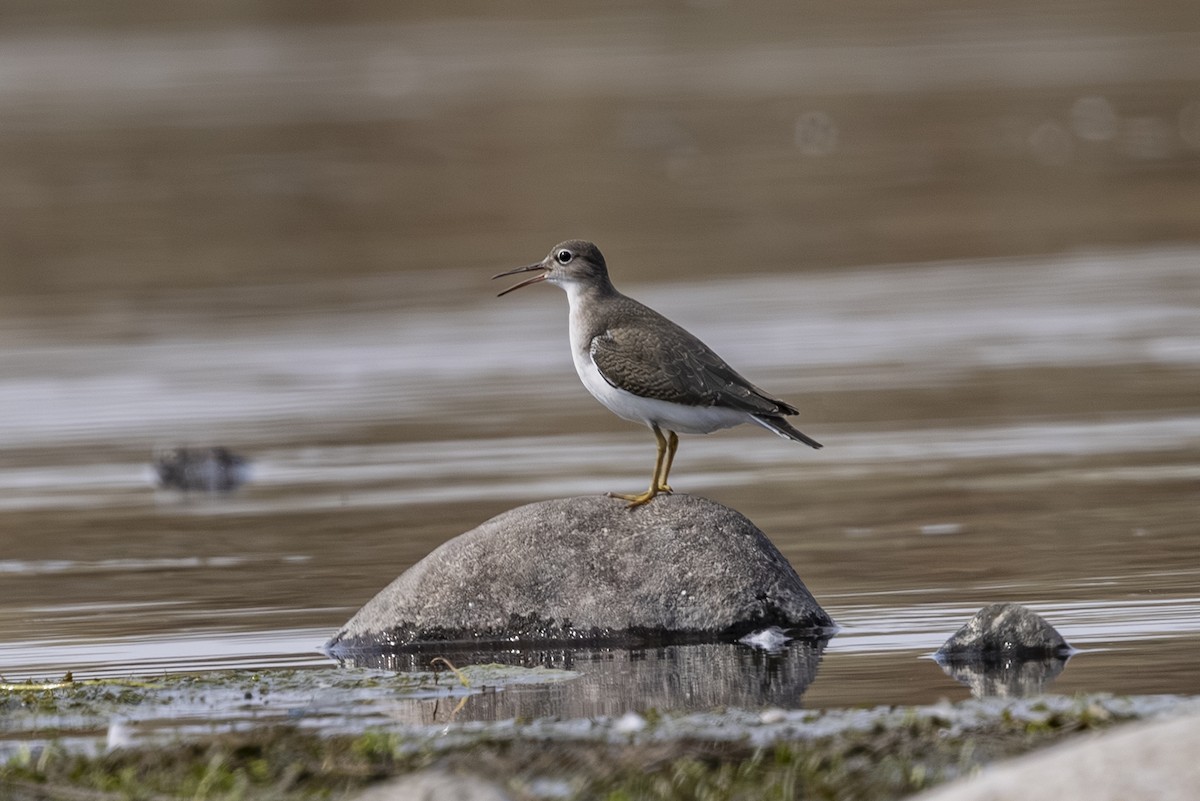 Spotted Sandpiper - ML641110201