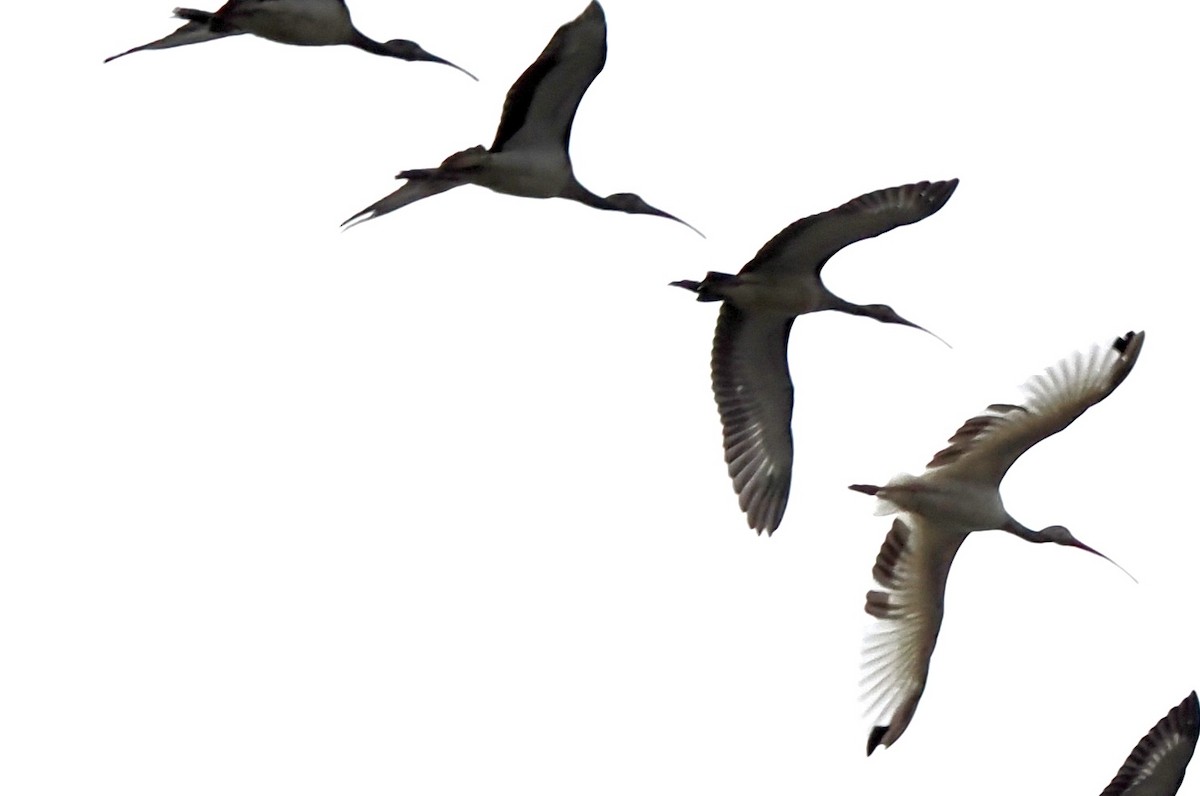 White Ibis - ML641110211
