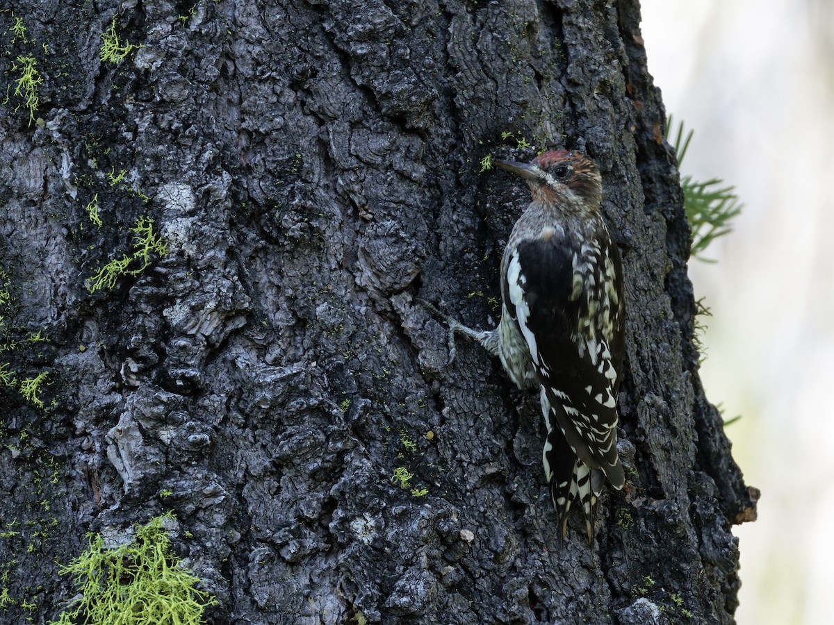 Red-breasted Sapsucker (daggetti) - ML641110226