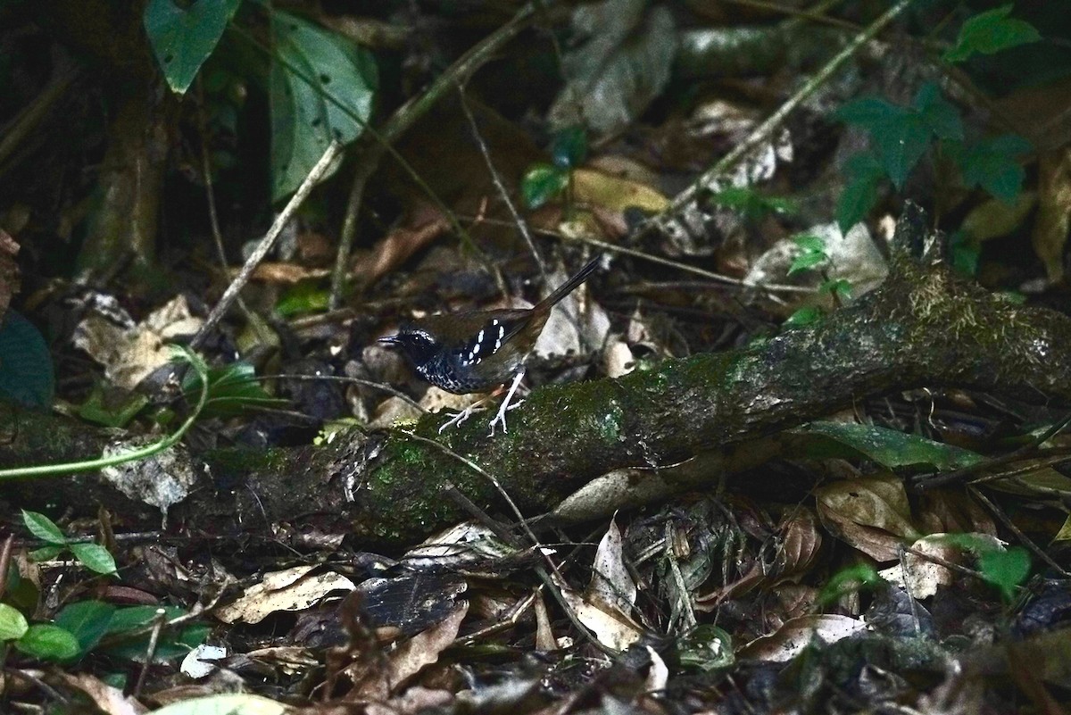 Squamate Antbird - ML641110234