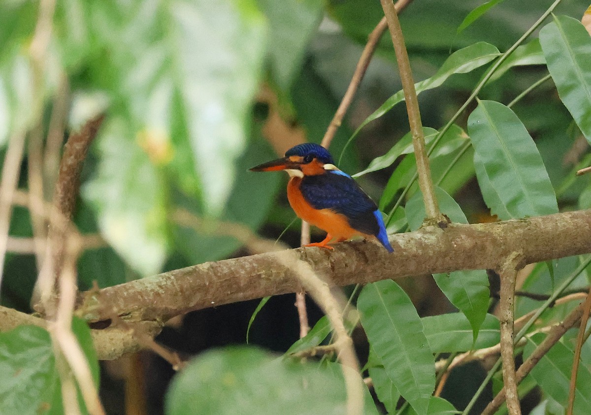 Blue-eared Kingfisher - ML641110261