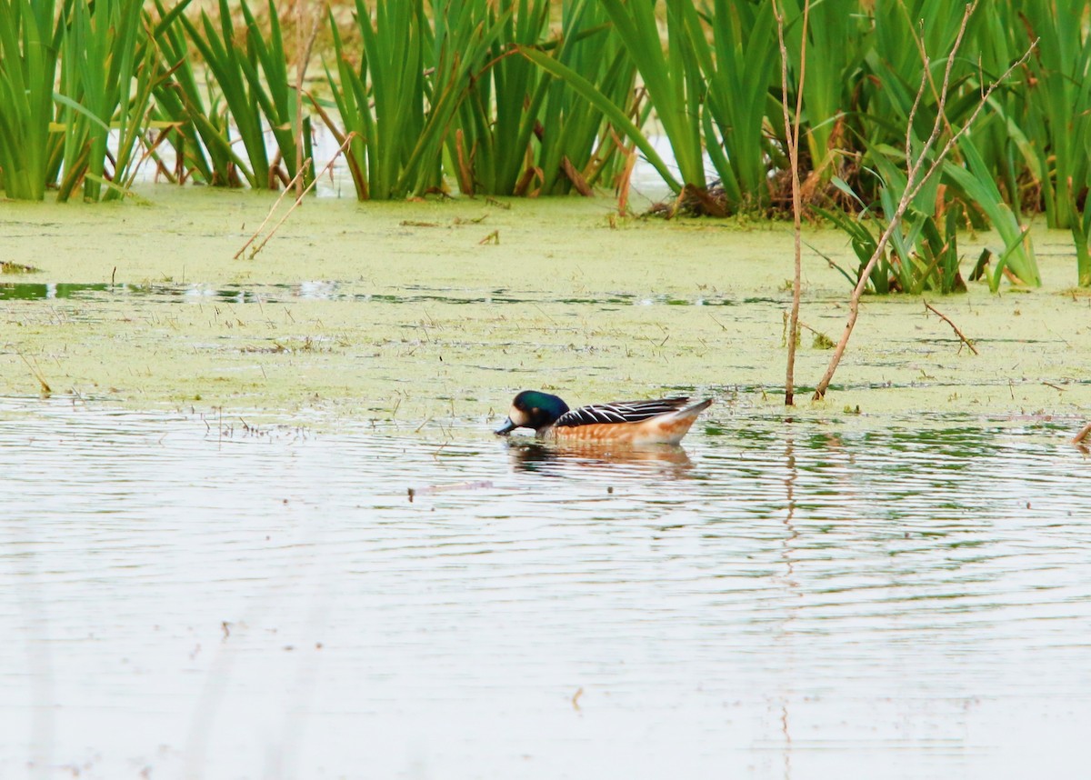 Chiloe Wigeon - ML641110270
