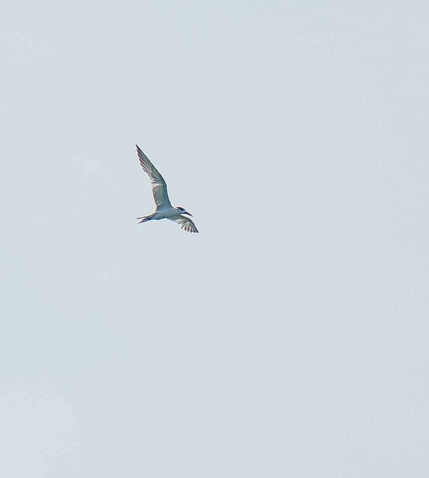鳳頭燕鷗 - ML641110288