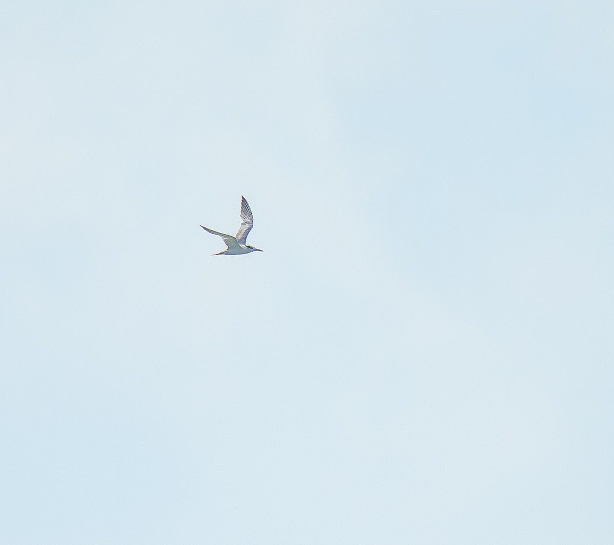 鳳頭燕鷗 - ML641110290
