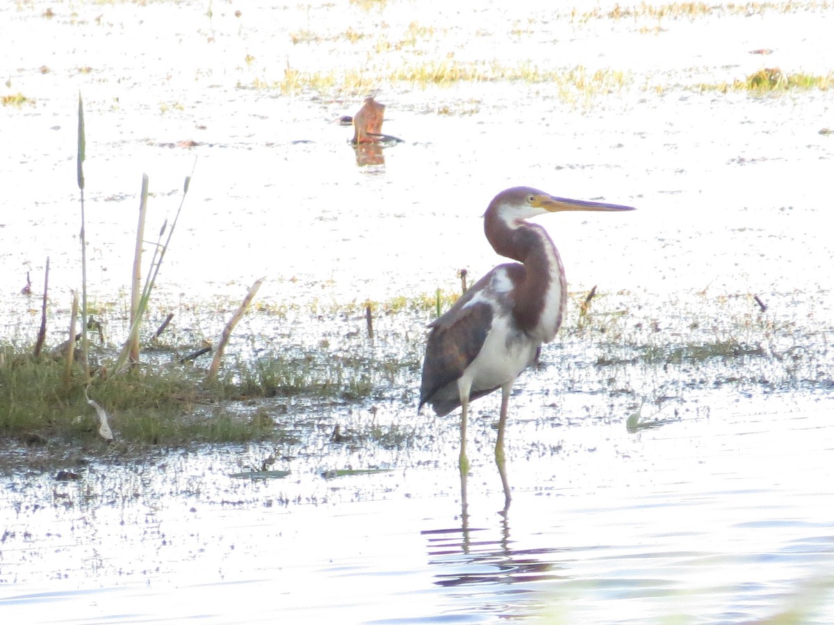 Tricolored Heron - ML641110298