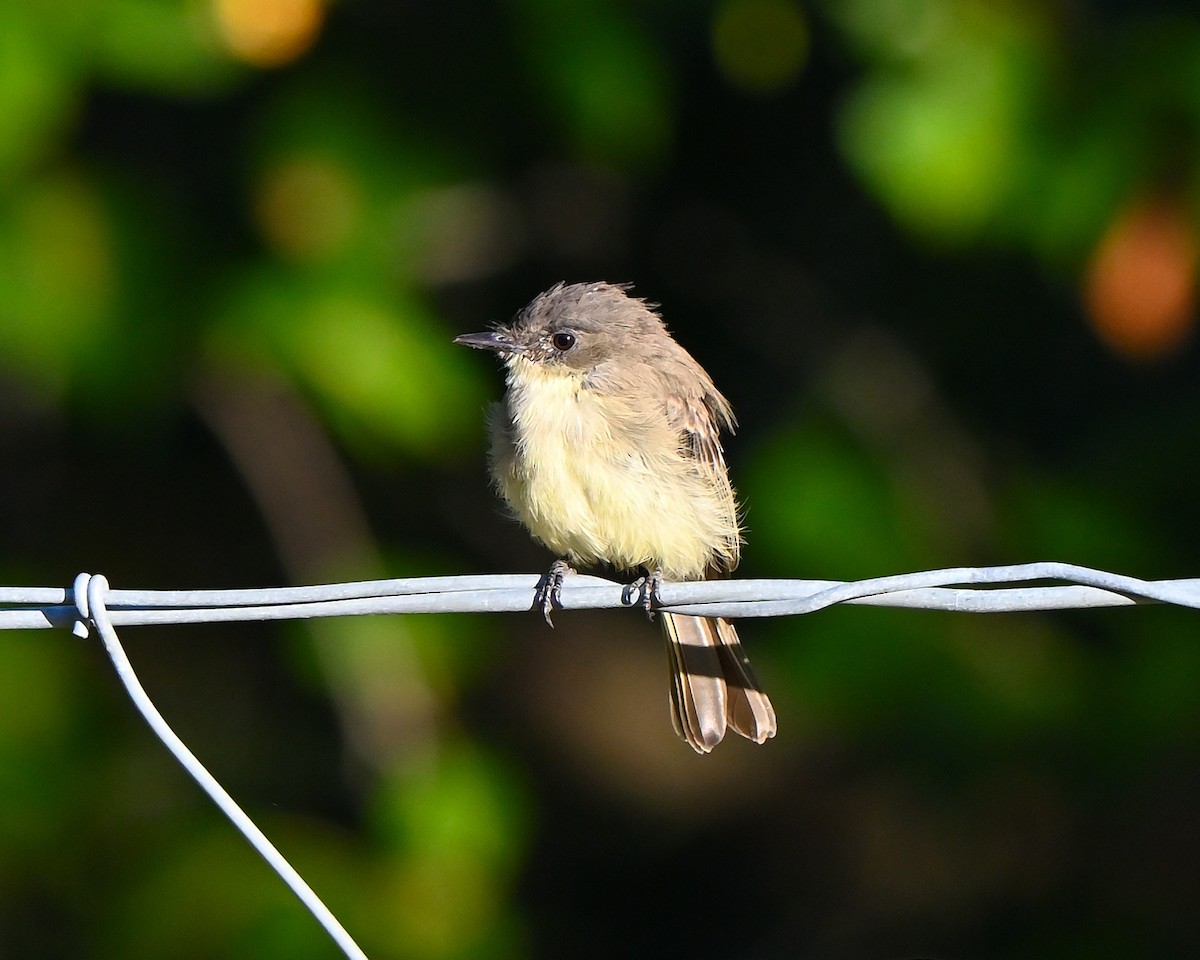 Eastern Phoebe - ML641110299