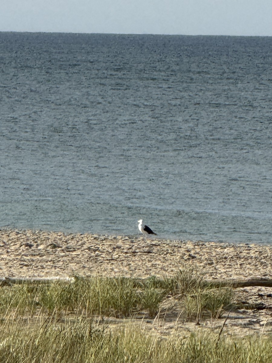 Great Black-backed Gull - ML641110348