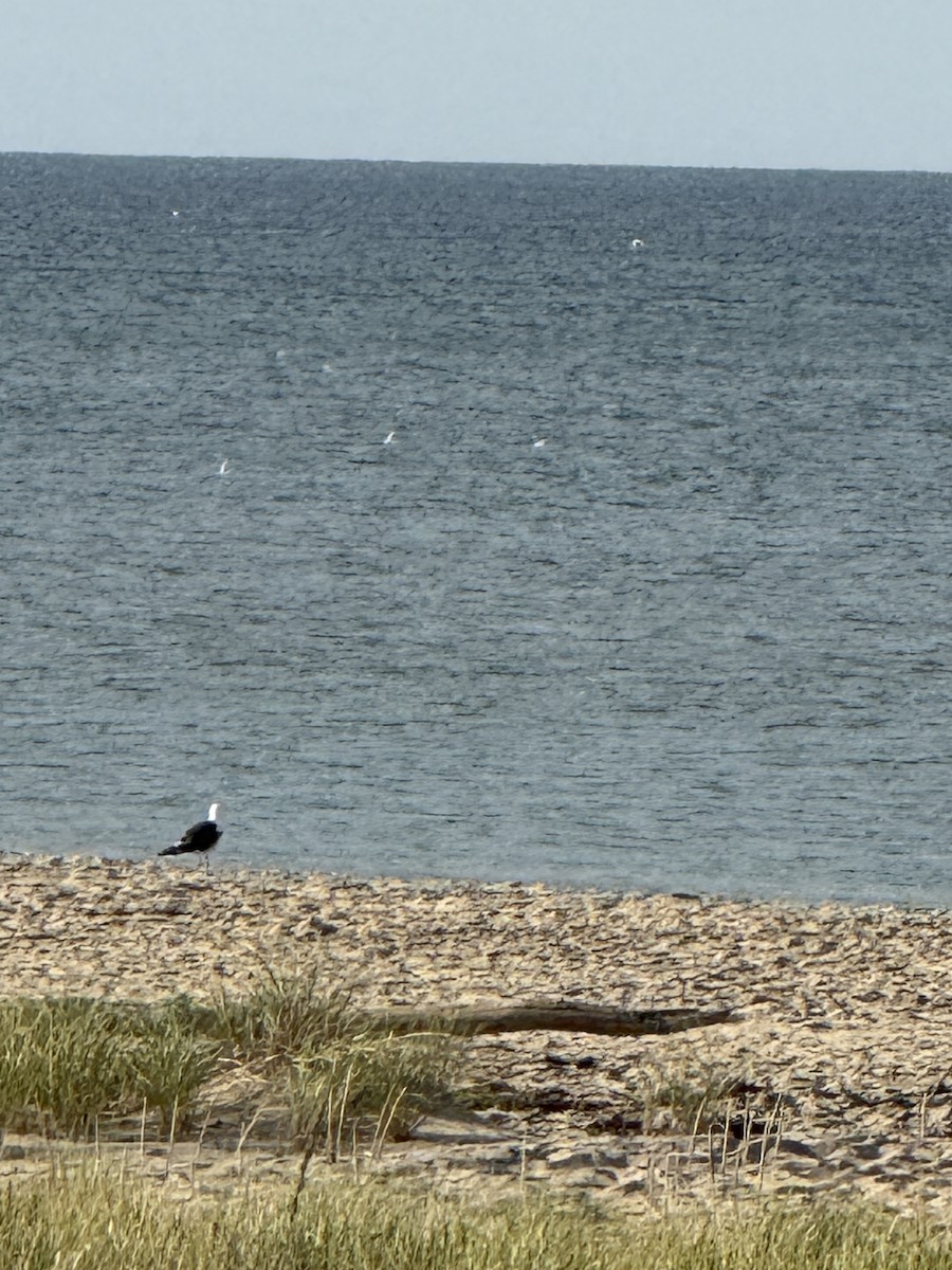 Great Black-backed Gull - ML641110349