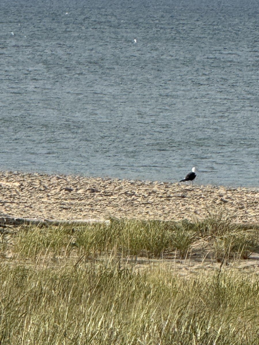 Great Black-backed Gull - ML641110350