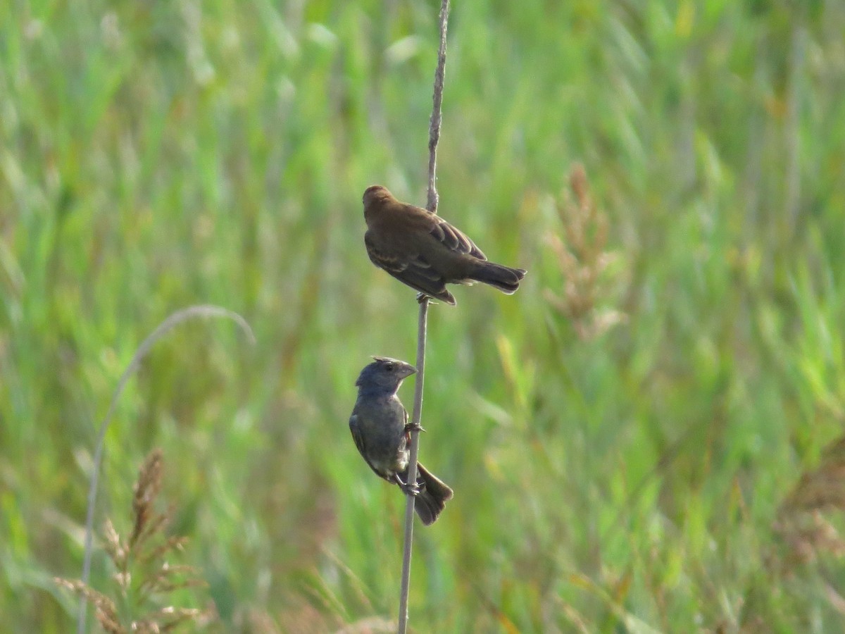 Blue Grosbeak - ML641110369