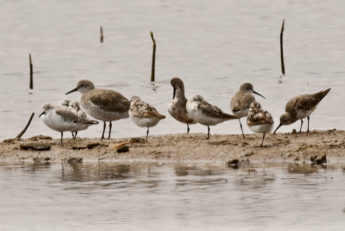Red Knot - ML641110438