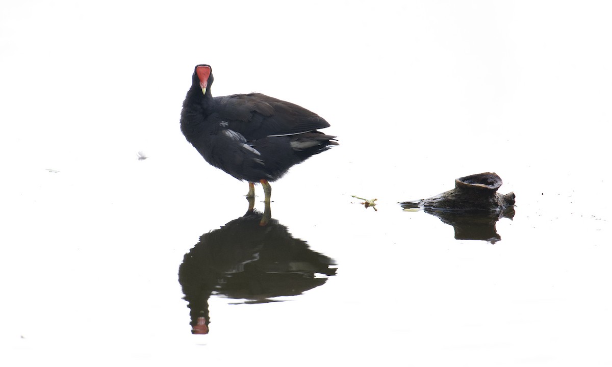 Common Gallinule - ML641110439