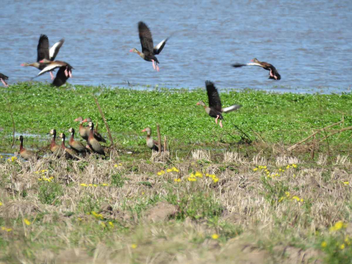 Black-bellied Whistling-Duck - ML641110440