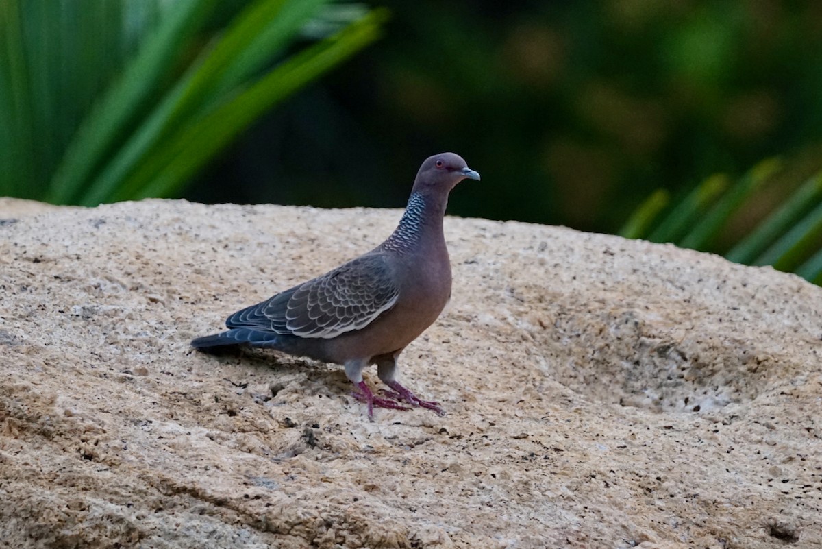 Picazuro Pigeon - ML641110441