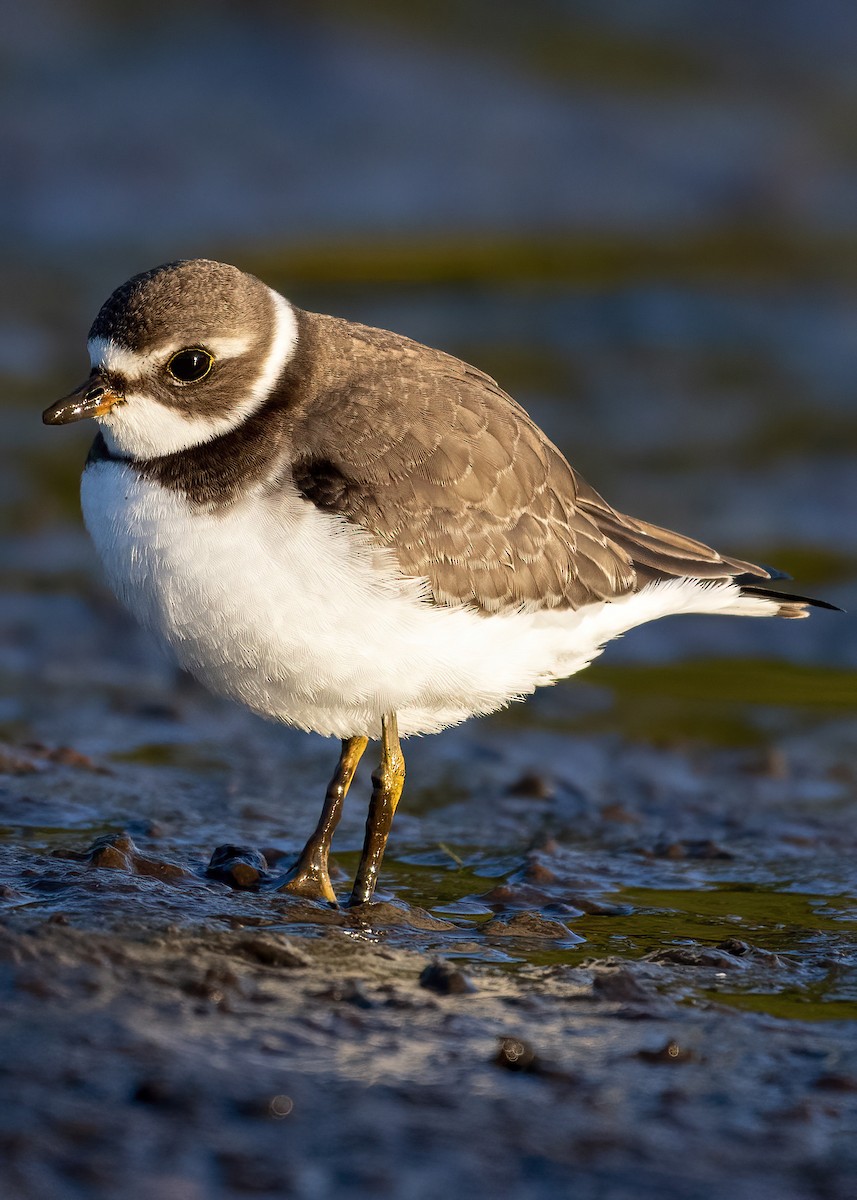 Semipalmated Plover - ML641110442