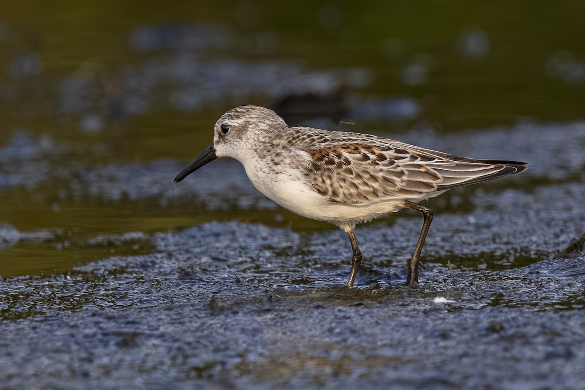Western Sandpiper - ML641110444