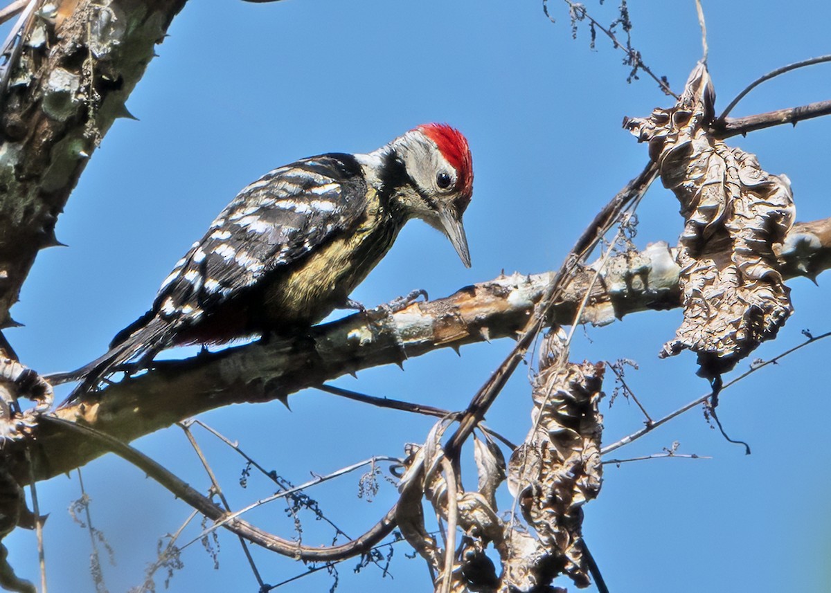 Stripe-breasted Woodpecker - ML641110446
