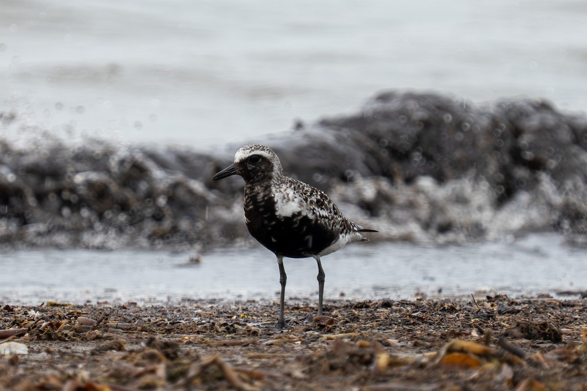 Black-bellied Plover - ML641110447