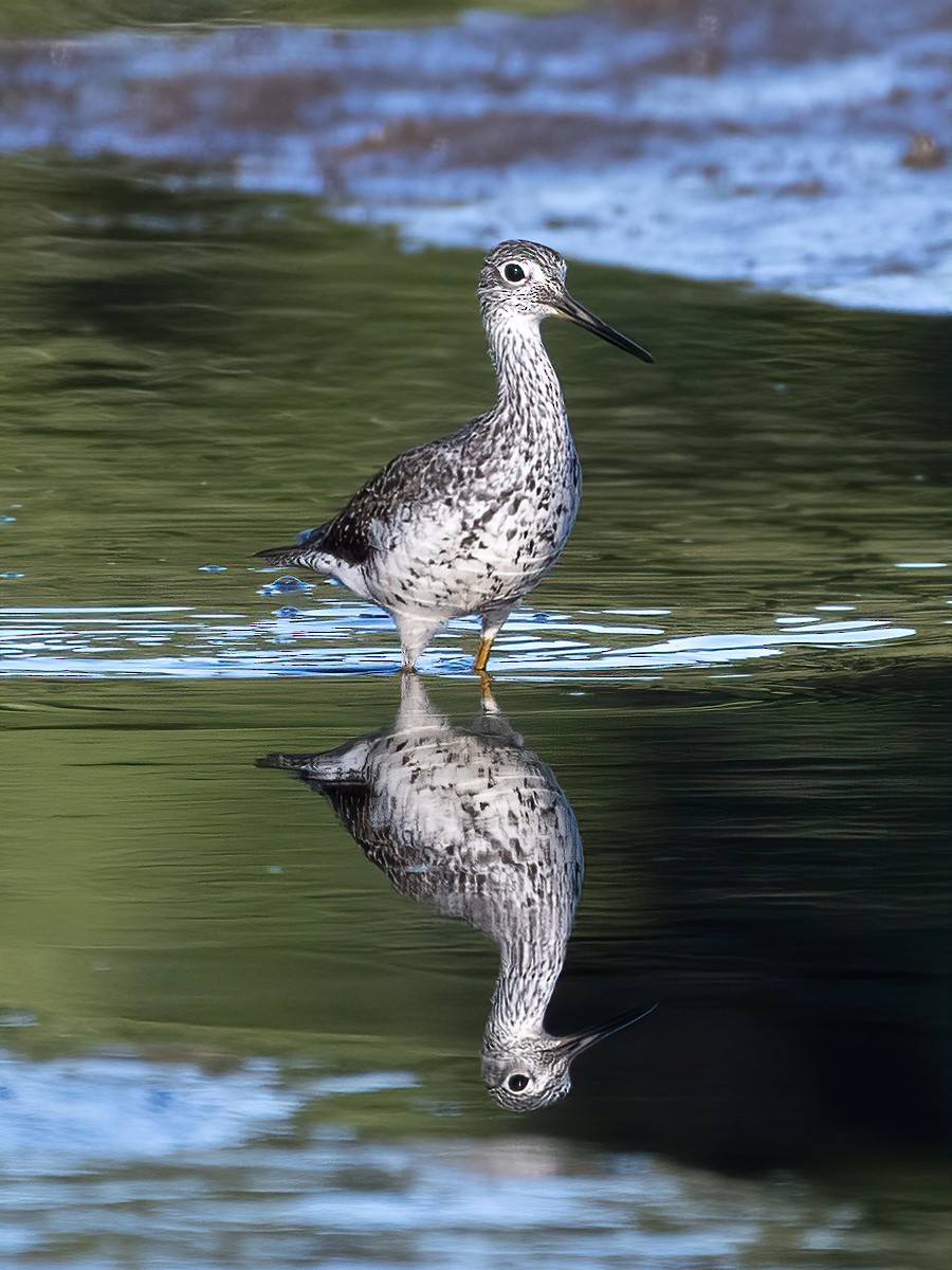 Greater Yellowlegs - ML641110448