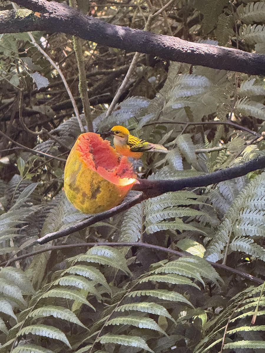 Silver-throated Tanager - ML641110450