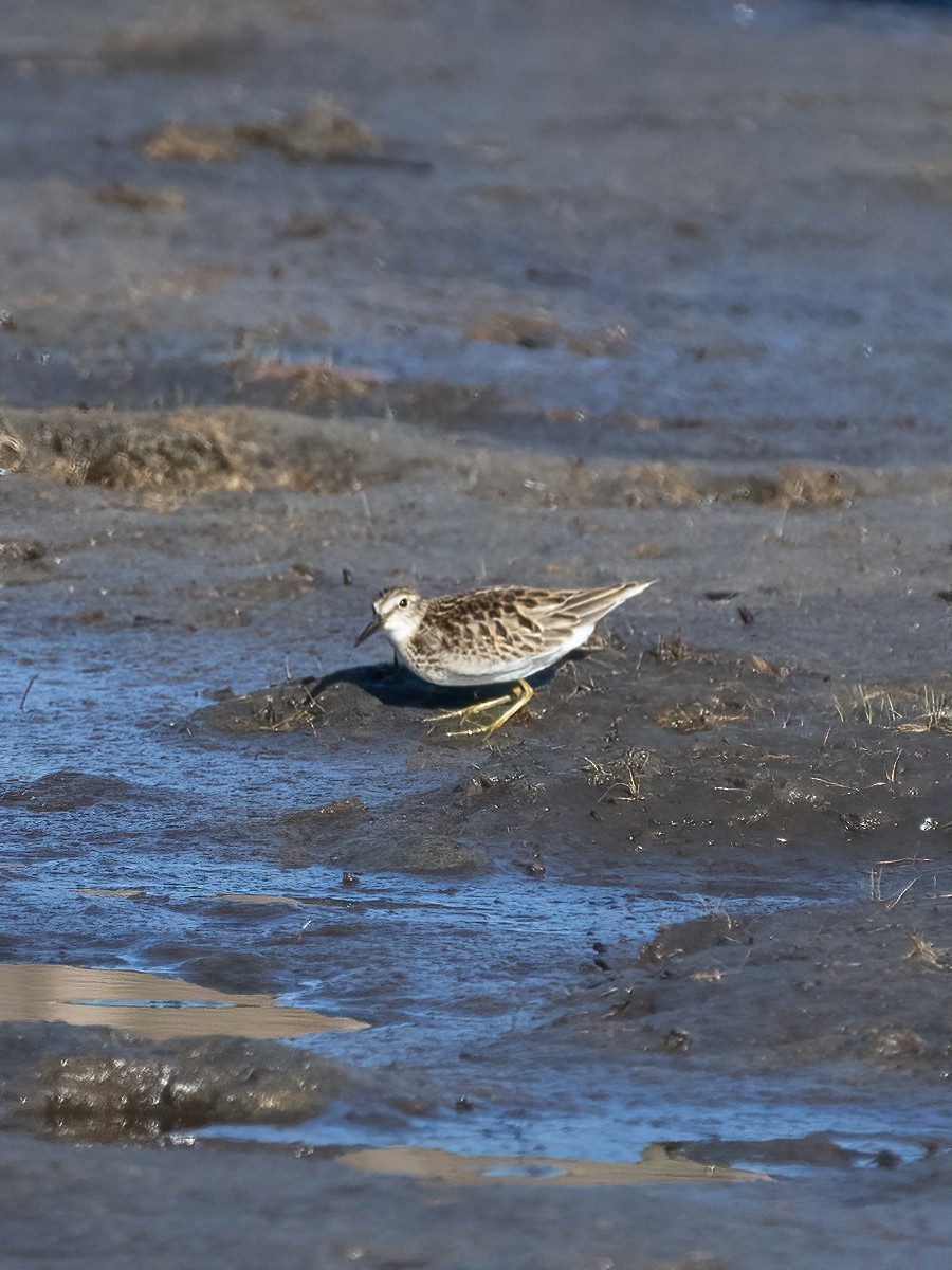 Least Sandpiper - ML641110451