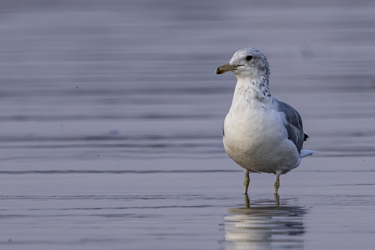 California Gull - ML641110452