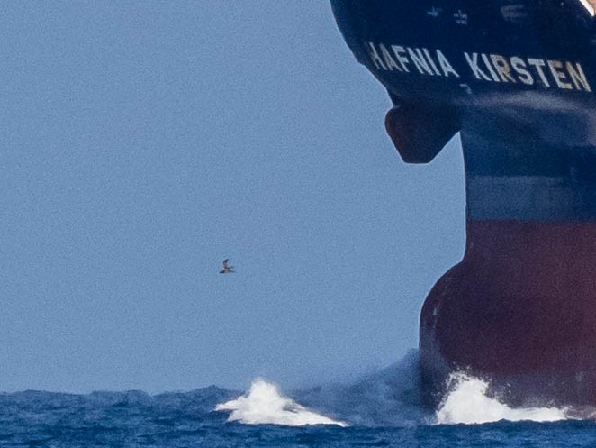 Brown Booby - ML641110453