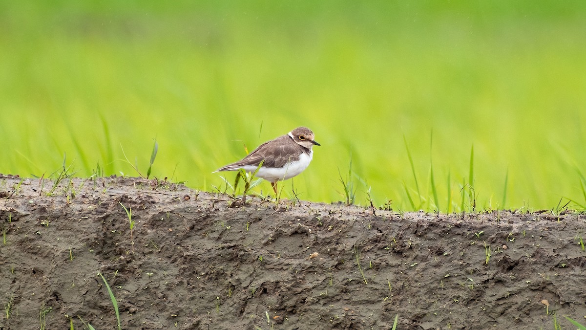Little Ringed Plover - ML641110457