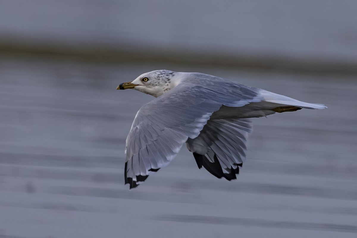 Ring-billed Gull - ML641110458
