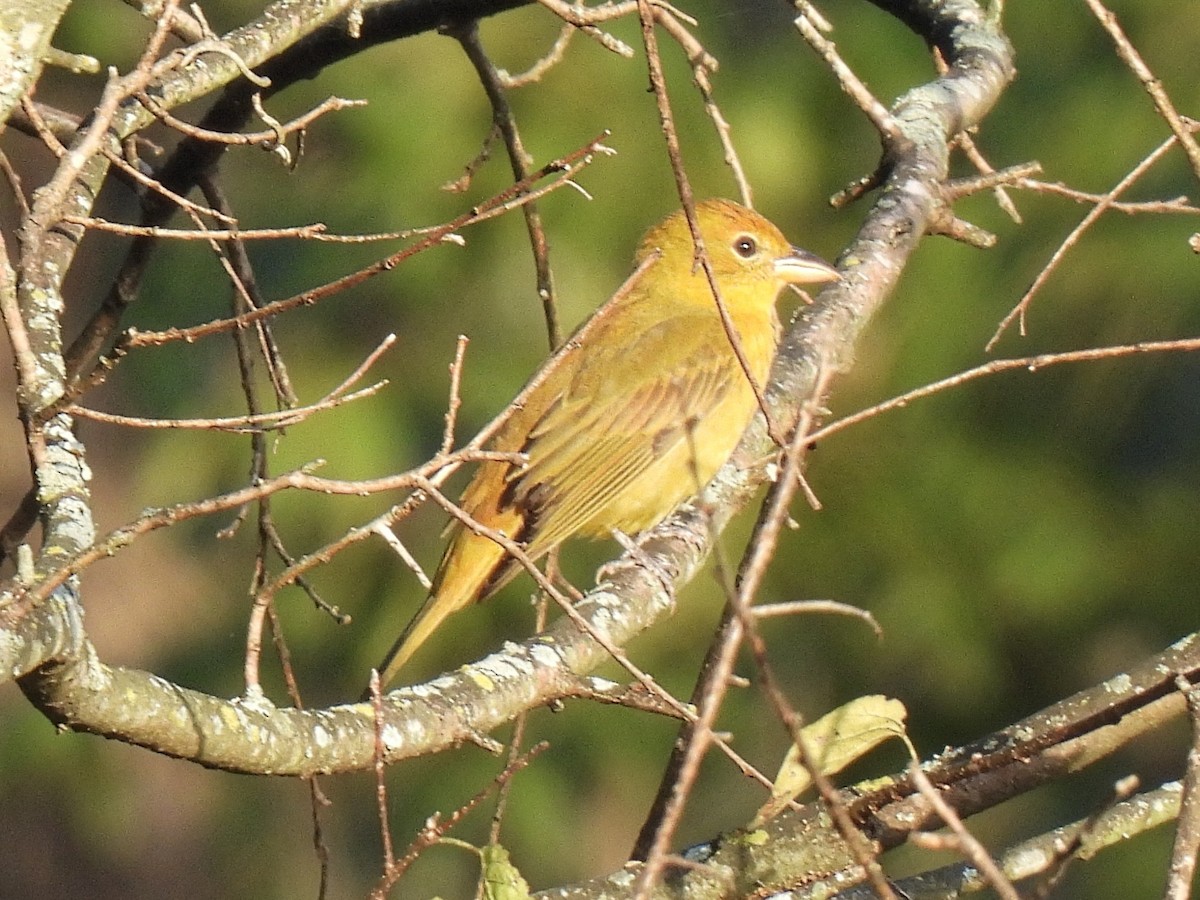 Summer Tanager - ML641110459