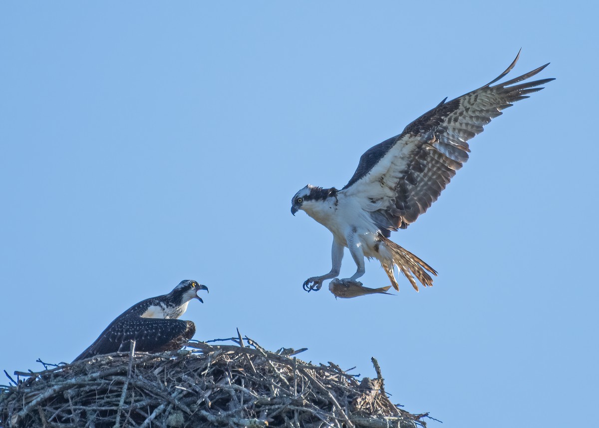 Osprey - ML641110461