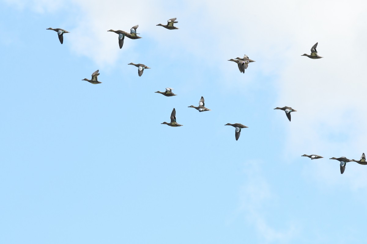 Blue-winged Teal - ML641110462