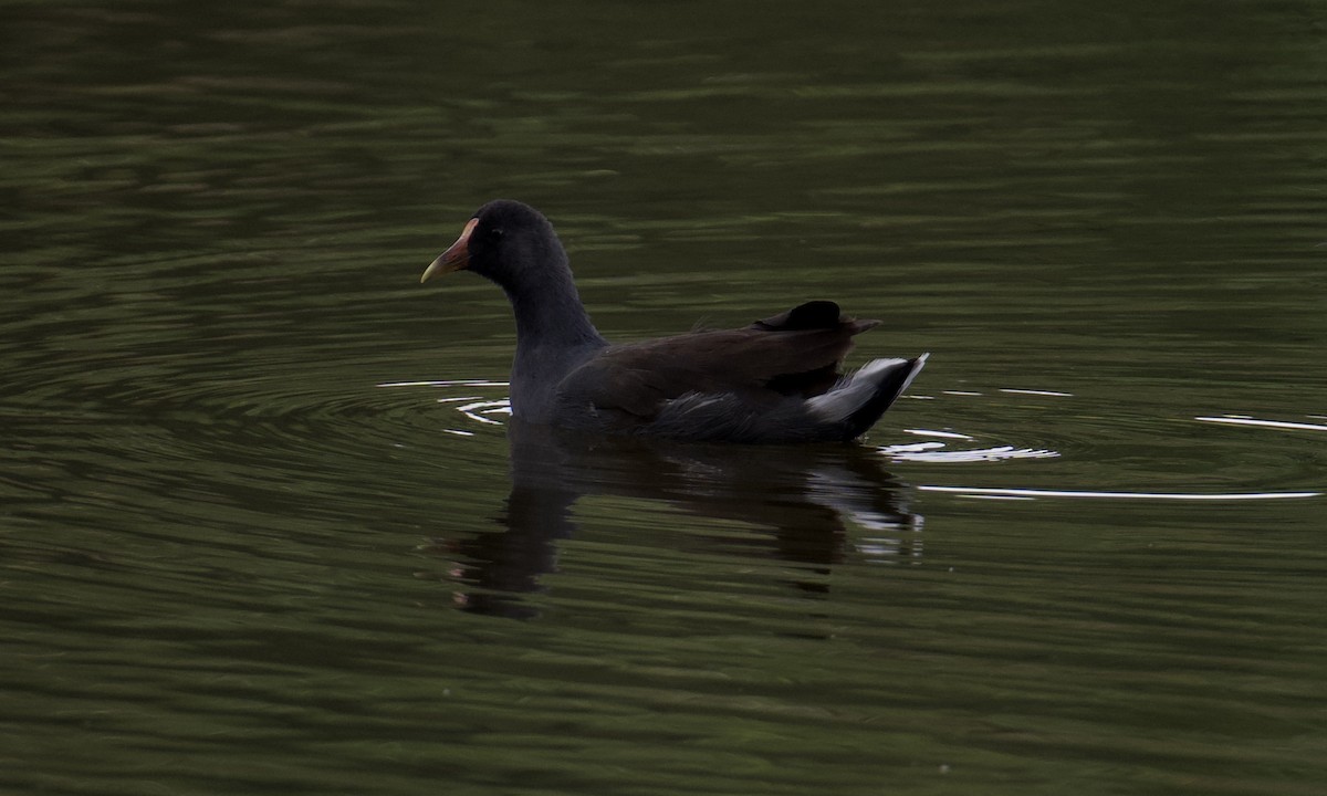 Common Gallinule - ML641110463