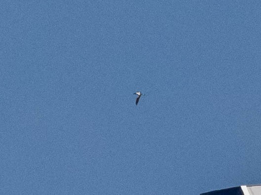 Masked Booby - ML641110464