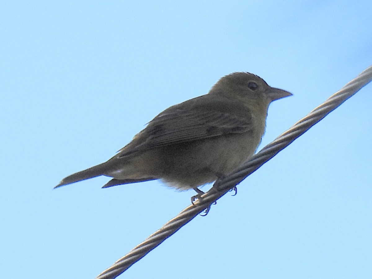 Summer Tanager - ML641110465