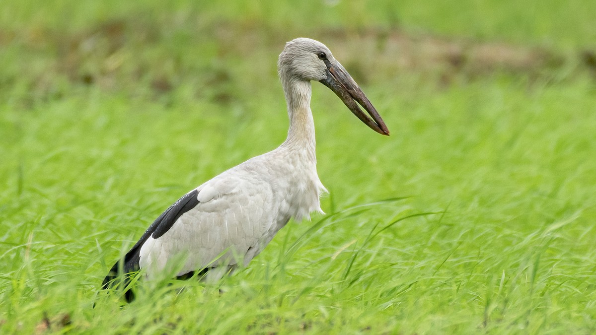 Asian Openbill - ML641110466
