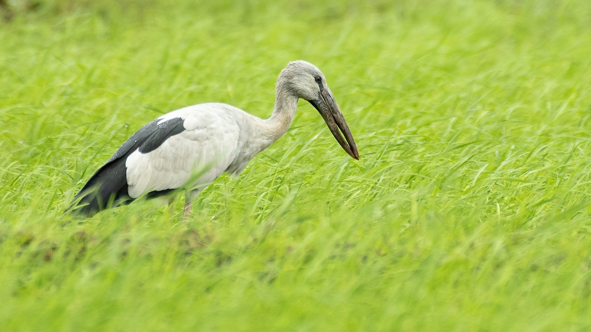 Asian Openbill - ML641110467