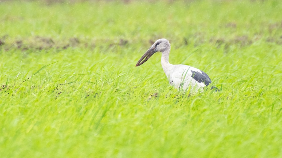 Asian Openbill - ML641110468