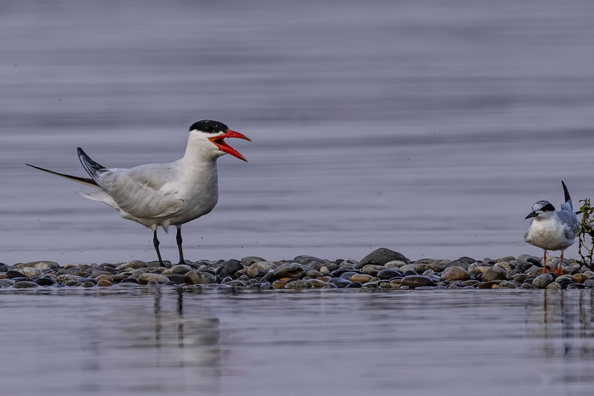 Caspian Tern - ML641110470