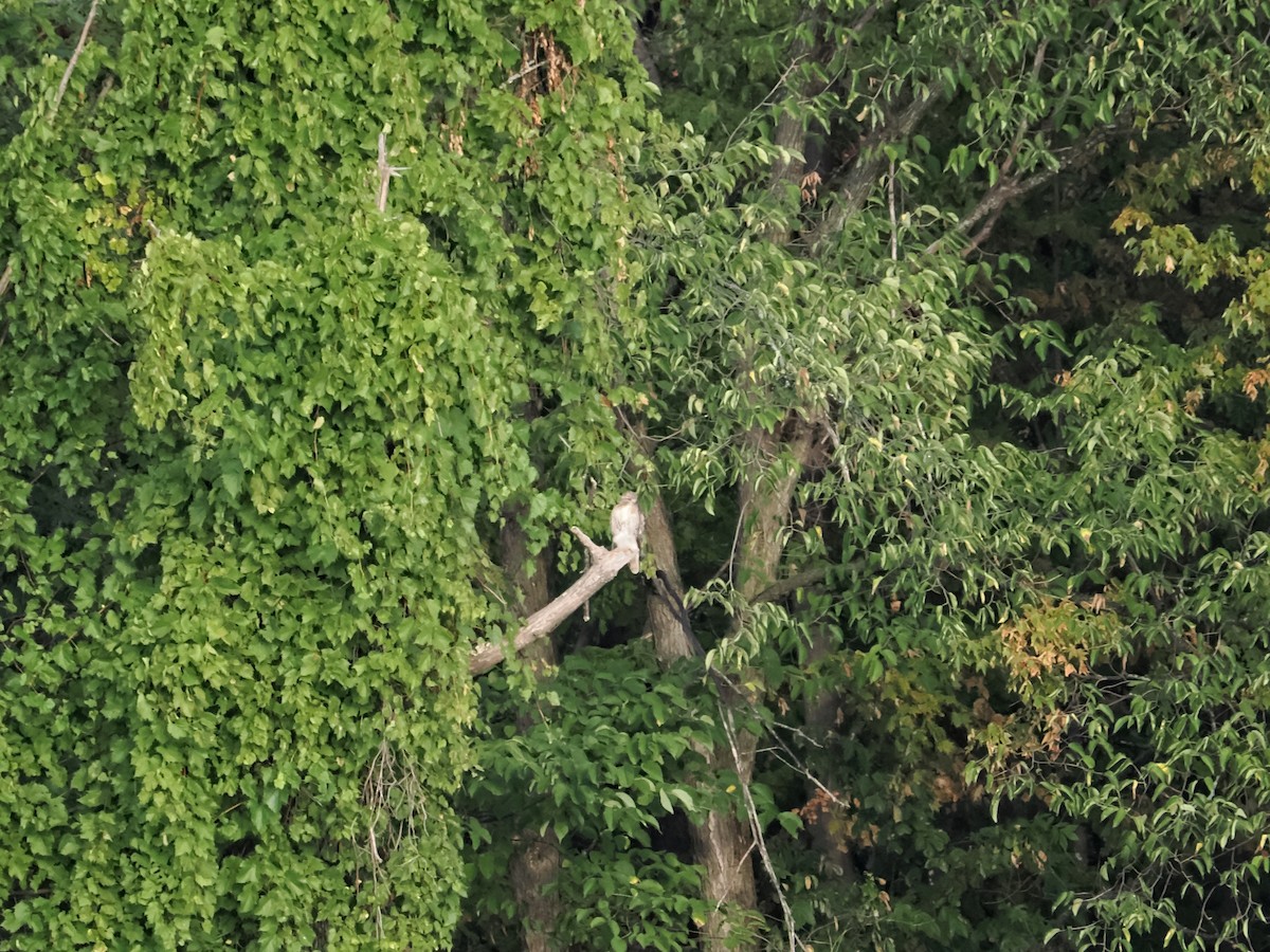 Red-tailed Hawk - ML641110473