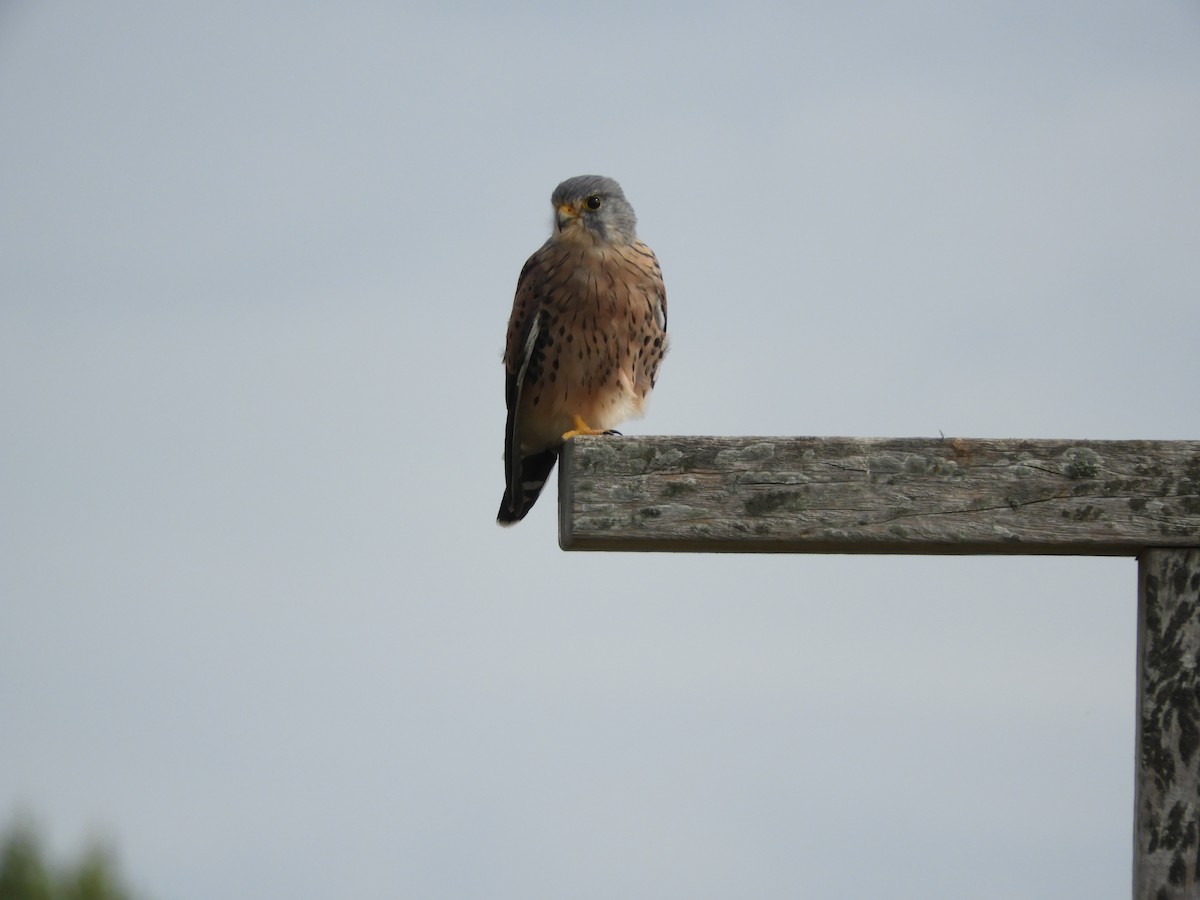 Eurasian Kestrel - ML641110477