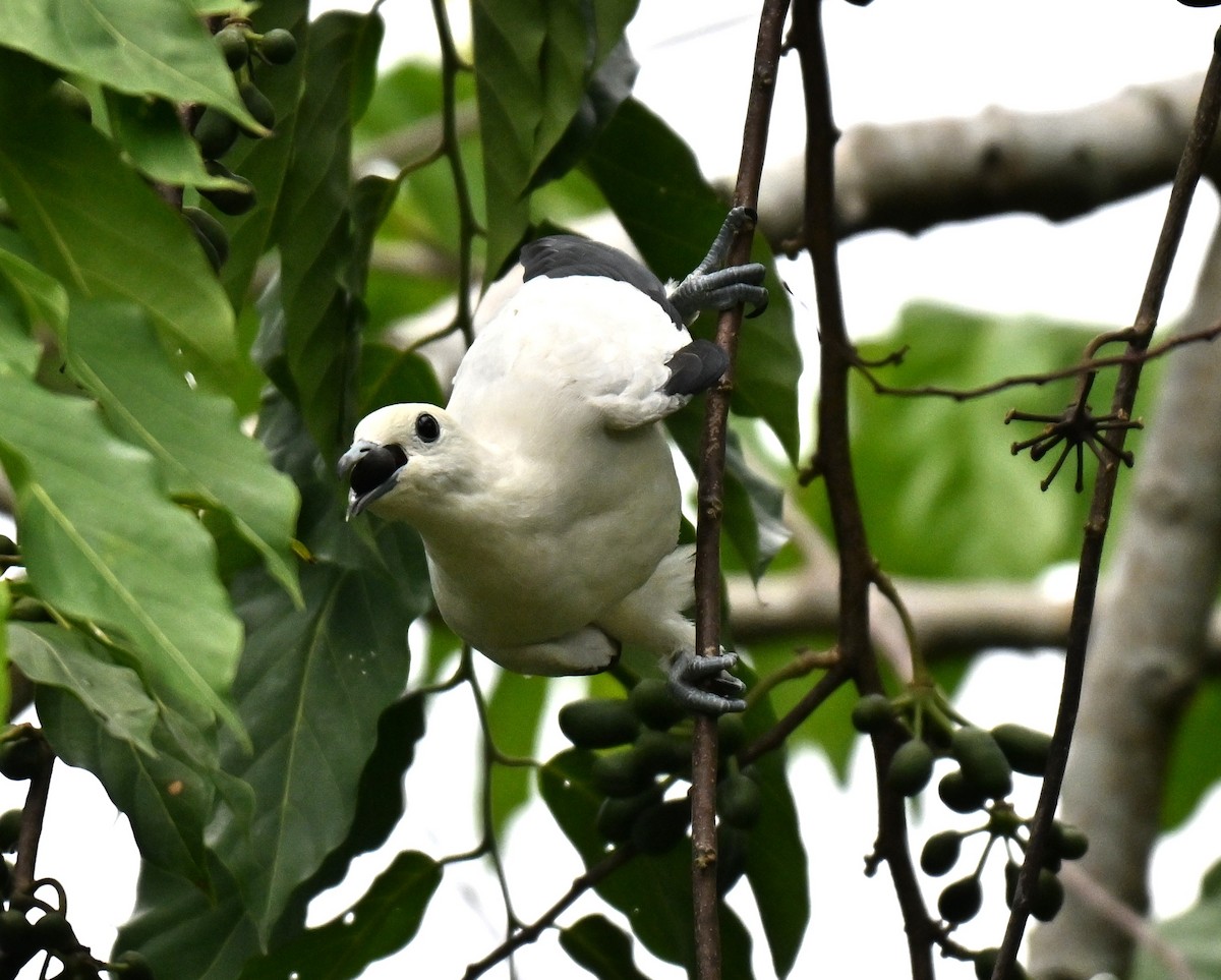Pied Imperial-Pigeon - ML641110492
