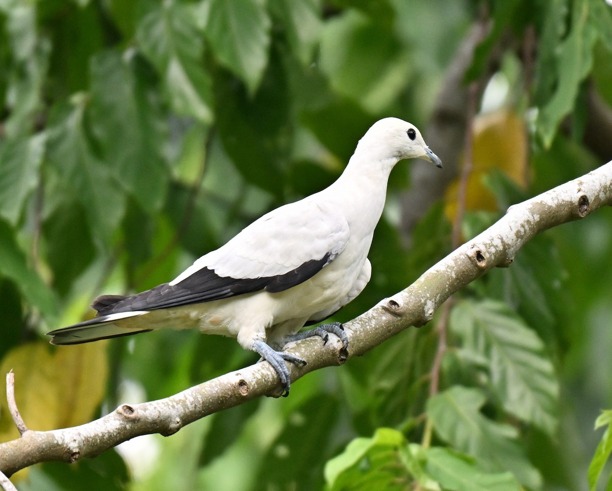 Pied Imperial-Pigeon - ML641110493