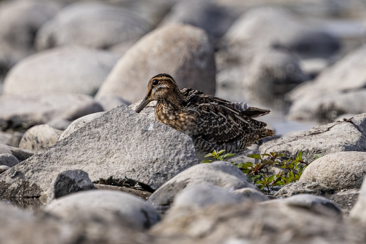 Wilson's Snipe - ML641110505
