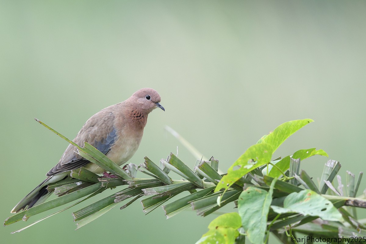 Laughing Dove - ML641110523