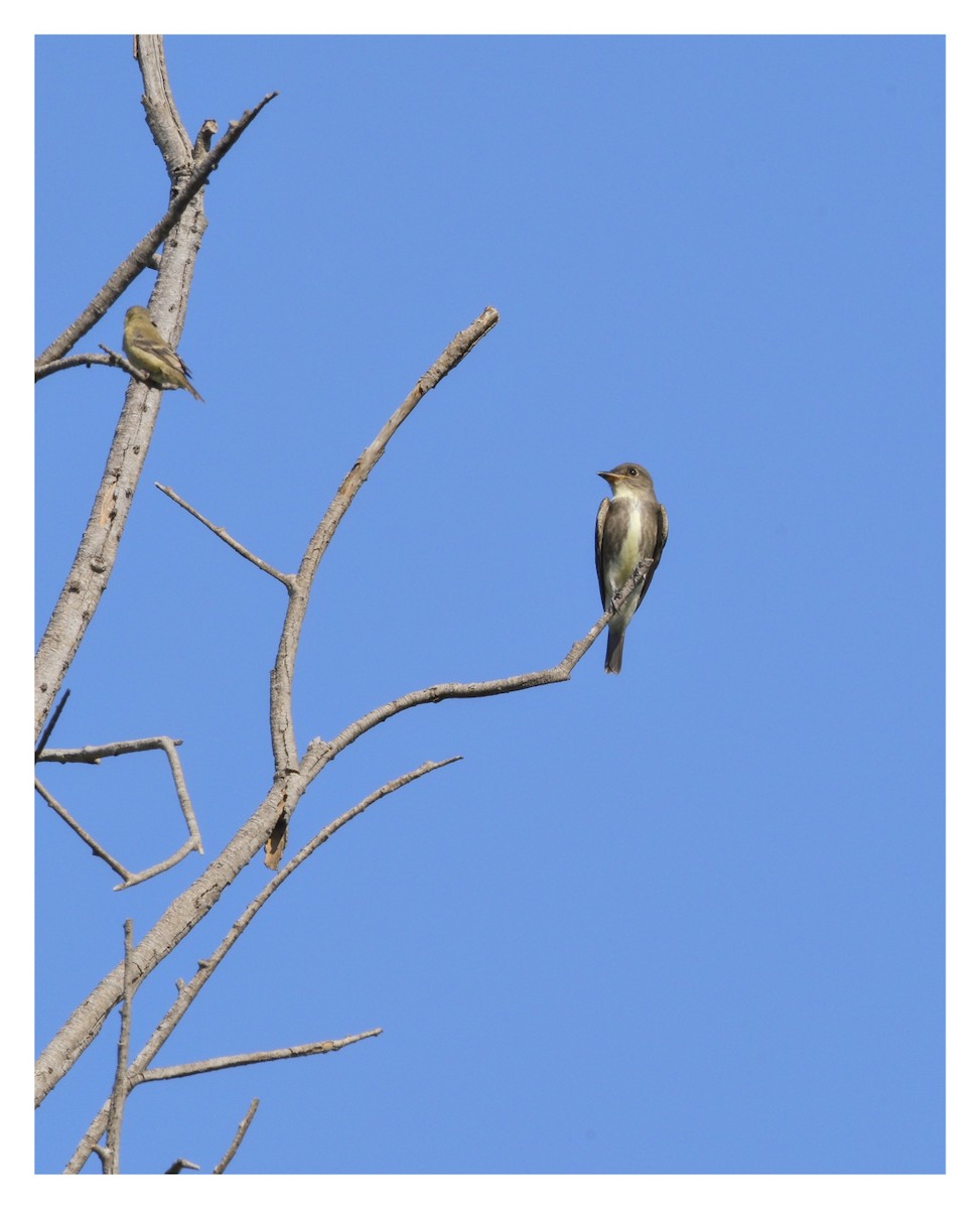 tyranovec severský - ML641110532