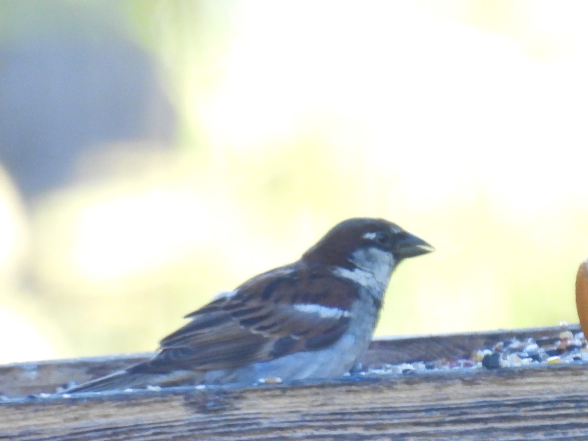 House Sparrow - ML641110534